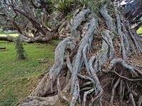 A photo of a gnarly twisted tree found in the Coromandel Peninsula of New Zealand.