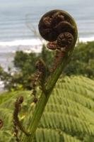 The Punga Fern is among the native flora of New Zealand. This speciman is situated on the West Coast near Punakaiki.