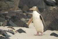 A yellow-eyed penguin waddles along the rocky beach on the South Island of New Zealand.