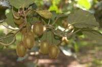 Te Puke is the kiwi fruit capital of New Zealand, situated in the beautiful Bay of Plenty on the North Island.