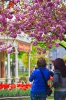 Of the many tourist attractions available in the Niagara region of Ontario, the quaint town of Niagara-on-the-Lake is one at the top of the list. During the spring months brightly colored tulips and trees laden with cherry blossoms line the tidy streets.