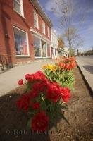 The streets of Niagara on the Lake are lined with a variety of flowers including Tulips.