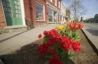 a variety of tulips herald the arrival of spring in Niagara on the Lake in Ontario, a great vacation spot in Canada for families or couples.