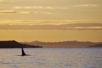 A Northern Resident Killer Whale slowly makes its way through the waters off Northern Vancouver Island in British Columbia at sunset.