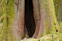 Tours through Cathedral Grove on Vancouver Island, British Columbia takes you through a fascinating display of an old growth forest trees.