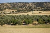 Residents grow fields full of olive trees in Zaragoza, Aragon in Spain, Europe.
