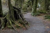 Some moss covered trees in the Hoh Rainforest in the Olympic National Park of Washington, USA.