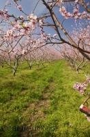 Passing through the countryside of Ontario during the spring is magical with orchards in full blossom.