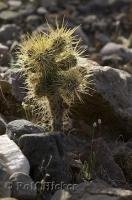 The scientific name for Teddy Bear Cholla Cactus is Opunti bigelovii seen here in Death Valley National Park, USA.