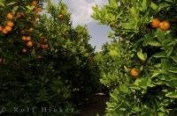 Orange trees ready to be harvested in a grove near Oliva in Valencia, Spain in Europe.
