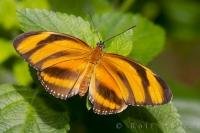 An Orange Tiger Butterfly rests peacefully on a leaf at the Victoria Butterfly Gardens in Victoria, British Columbia.