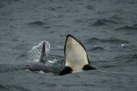 A baby killer whale or Orca checks out its surroundings by way of spyhop in British Columbia, Canada.