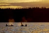 An Orca family enjoying the calm waters off Northern Vancouver Island in British Columbia at sunset.