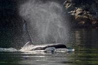 This Orca male surfacing in the sunlight was captured on a whale watching tour off Vancouver Island