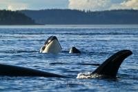 A group of three orca whales play in the sparkling waters of Vancouver Island. Orcas are among the long list of marine mammals found in this region.