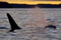 The sky is illuminated in bright yellow colors at sunset off Northern Vancouver Island in British Columbia, Canada as an Orca surfaces in the foreground.