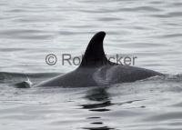 Photographed on a whale watching tour off vancouver Island, Orca whale Springer