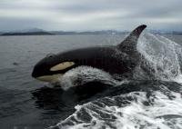 Orca whale travelling at high speed with a whale watching excursion of Vancouver Island, British Columbia