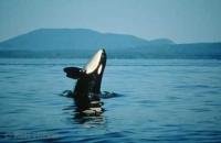 An orca whale in Johnstone Strait in British Columbia, Canada breaches for the camera.