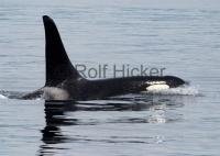 Photo of a male Orca Whale off the coast of Northern Vancouver Island