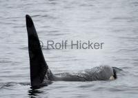 Orca Whale Male with large Fin