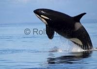 Photo of an Orca whale at a Vancouver Island whale watching tour in British Columbia.