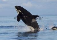 Killer Whale watching are popular wildlife watching tours
