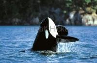 Killer Whale Breaching, Orcinus Orca