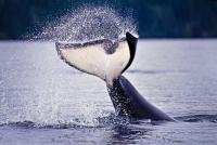 Photo of a Killer Whale Tail