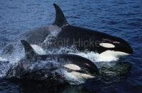 Photo of Orcas, also called Killer Whales