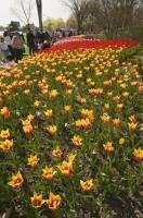 The annual Ottawa Tulip Festival attracts many visitors to the region of Ontario, Canada.
