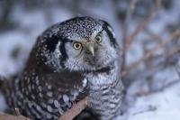 The Northern Hawk Owl prefers the boreal zones of North America and gets its name because it acts more like an hawk than an owl.