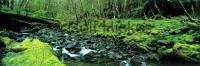 A panoramic picture of a stream in the rainforest of the Queen Charlotte Islands in British Columbia