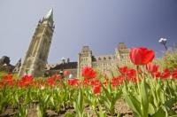 The parliament buildings of Ottawa in Ontario are surrounded by beautiful beds of tulips during the annual Ottawa Tulip Festival.