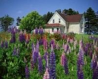 Photo of a old House with Lupins on Prince Edward Island in Canada, a famous family vacation destination
