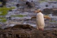 One of the New Zealand penguins, the rarest, the yellow eyed penguin is drying its feathers after a long day at sea.