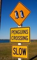 This penguin crossing sign is not a joke, so while traveling in Oamaru, Otago on the South Island of New Zealand, please be aware of any penguins.