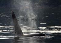 A large Killer whale Male surfaces close to the Vancouver island shoreline