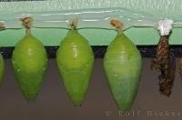 This picture is a display of three green chrysalids and one brown chrysalis which are from the Common Blue Morpho Butterfly and a Brown Heliconidae at the Victoria Butterfly Gardens on Vancouver Island.