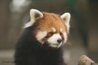 The endangered Red Panda poses for some cute animal pictures at the Edmonton Zoo, Alberta, Canada.