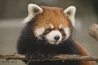 The Red Panda is a endangered species, only a few red pandas are still alive in the wild.
