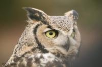 This beautiful bird is more known under its name Great Horned Owl.