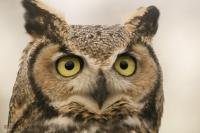 Among the top birds of prey, the Great Horned Owl generally becomes most active from dusk.