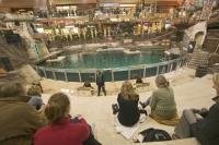 The Sea Lion Rock is one of the many attractions that you will see at the West Edmonton Mall, Edmonton, Alberta, Canada. The daily performances are interactive as well as educational as you learn about these astonishing animals.