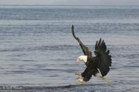 Of all the birds in the world, the bald eagle is one of my favourite.