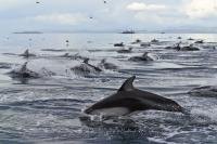 Pictures of Dolphins, Pacific White Sided Dolphins of Northern Vancouver Island in British Columbia, Canada