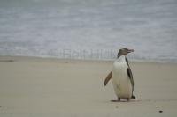 Stock Photo of a yellow eyed penguin in New Zealand