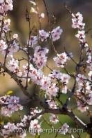A branch on an Almond Tree is filled with pink flowers creating a beautiful picture in the early Spring in the foothills of the Sierra Nevada in Andalusia, Spain.