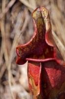 This Pitcher Plant was photographed near a waterfall along the Tablelands Trail in Tablelands, which is part of Gros Morne National Park in Newfoundland. This park is a UNESCO World Heritage Site along the Trails to the Vikings in Newfoundland Labrador.