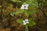 Stock photo of Bunchberry which is also known as Dogwood